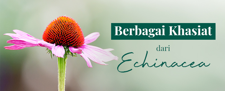 Manfaat Tersembunyi Echinacea yang Jarang Diketahui